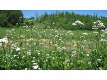 Lataa kuva Galleria-katseluun, Rohtovirmajuuri, Valeriana