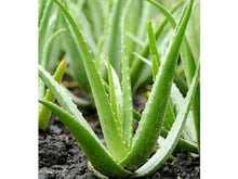Ladda upp bild till gallerivisning, Medicinsk aloe