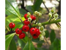 Lataa kuva Galleria-katseluun, Mate