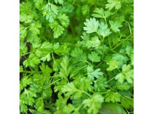 Ladda upp bild till gallerivisning, Örtselleri