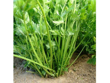 Ladda upp bild till gallerivisning, Örtselleri