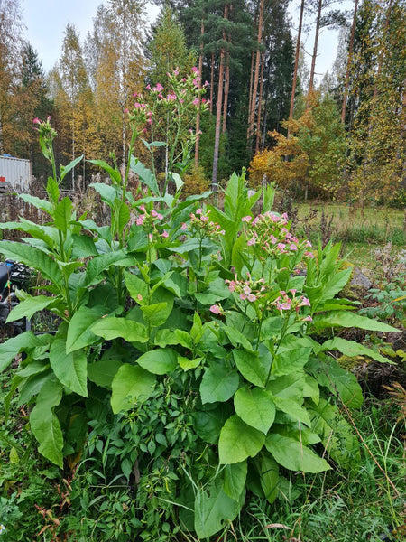 Tupakan kasvattaminen. Näillä vinkeillä onnistut!