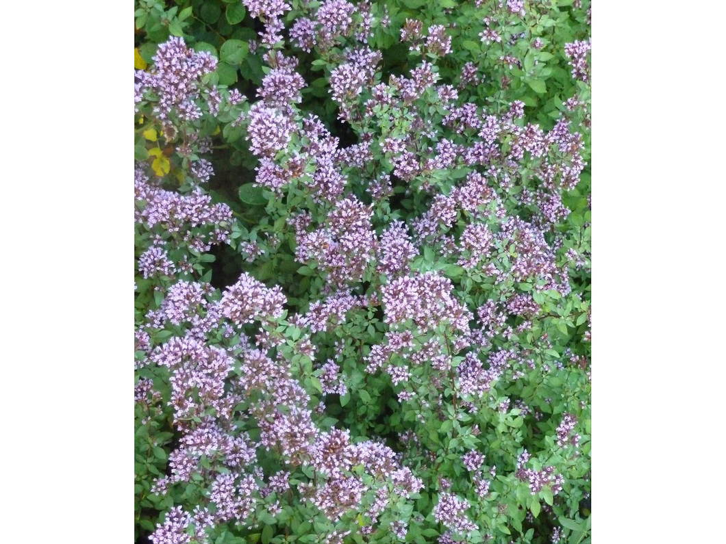 Oregano Luomu