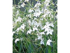 Jasmine