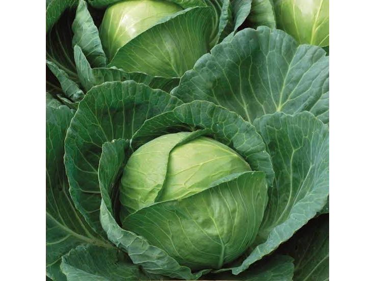 Valkokaali Brunswick