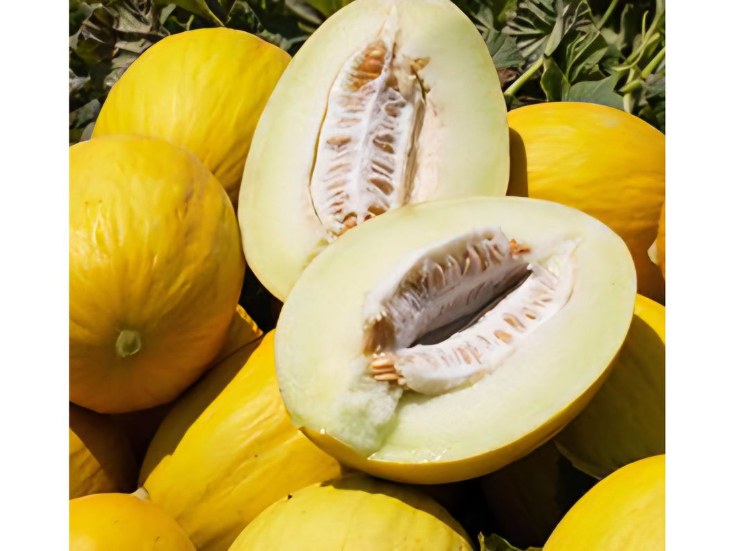 Meloni Amarillo Canario