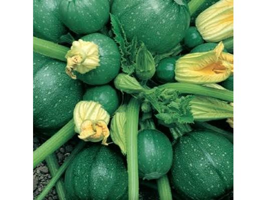 Kesäkurpitsa Tondo Di Piacenza