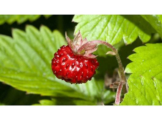 Strawberry Regina