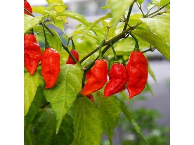 Bhut Jolokia