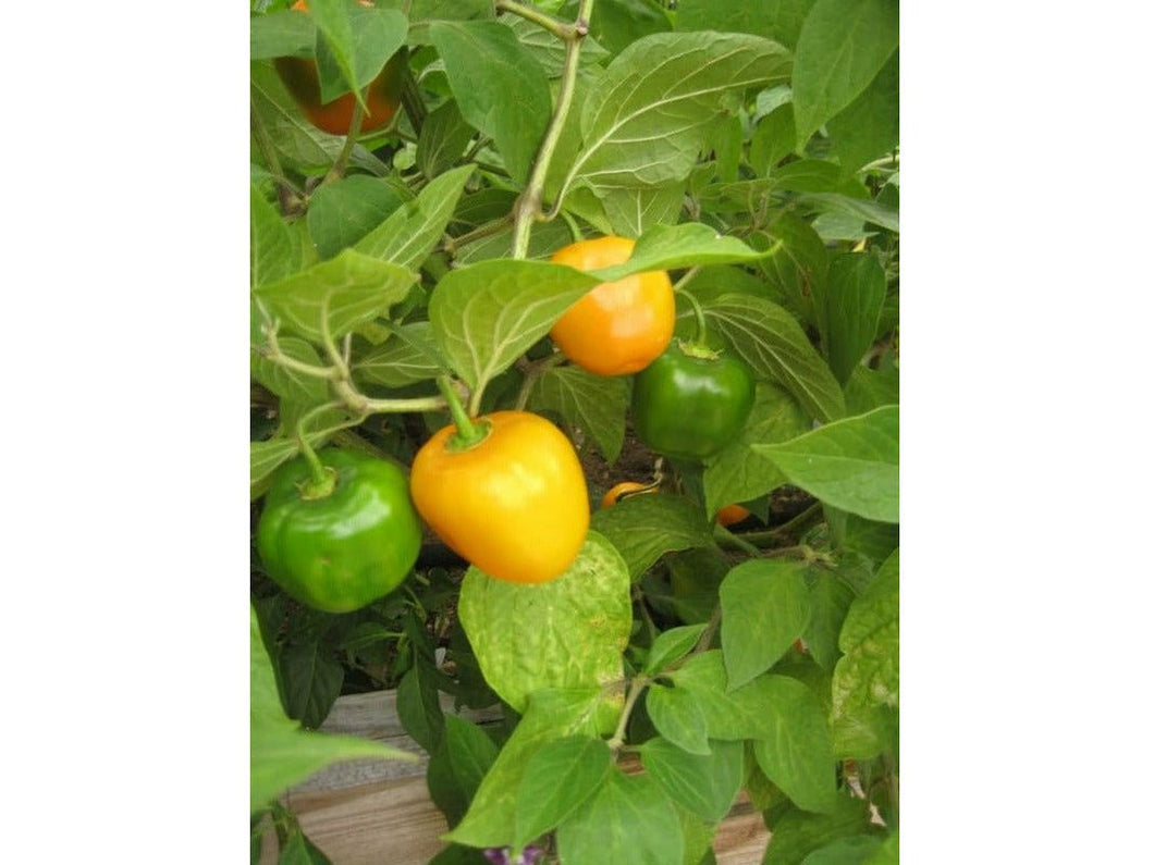 Rocoto Canario