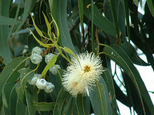 Lataa kuva Galleria-katseluun, Kuume-Eukalyptus
