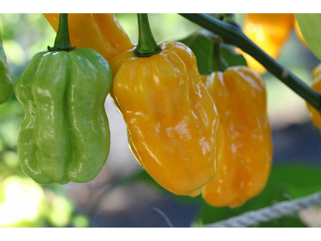 Habanero Yellow