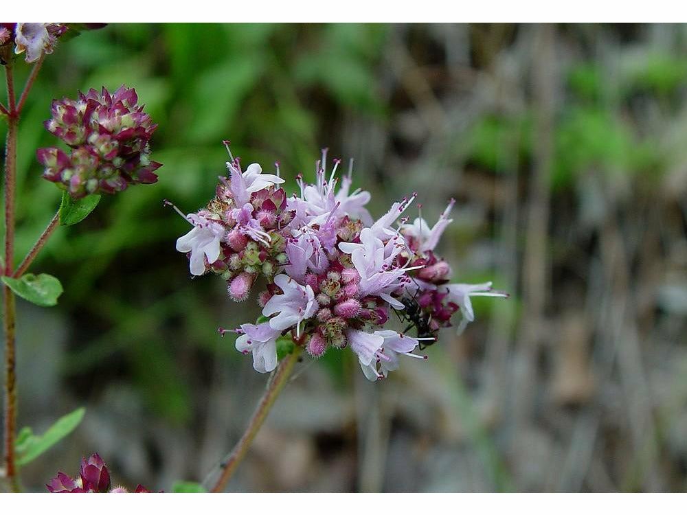 Mäkimeirami (Oregano)