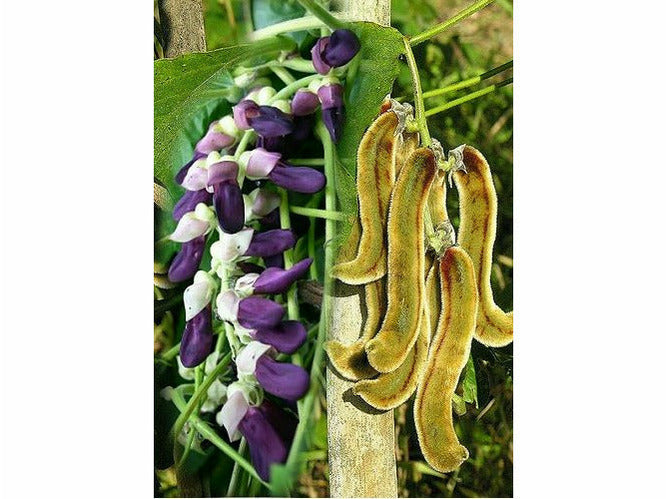 Mucuna, Samettipapu