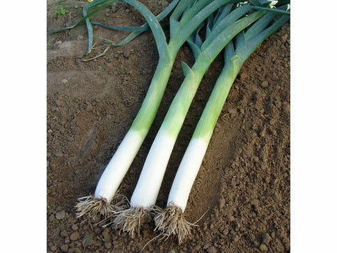 Purjolök