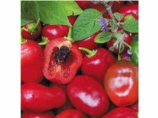 Rocoto Röd