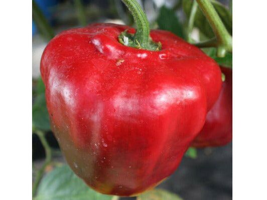 Rocoto Giant Red – Suomen Siemenpankki