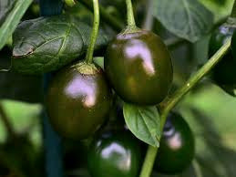 Rocoto olivgrön