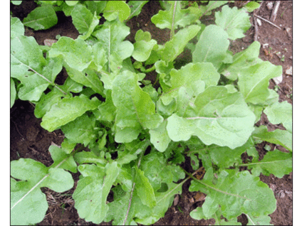 Rucola