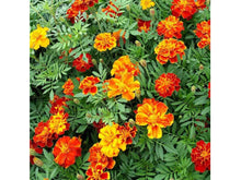 Ladda upp bild till gallerivisning, Grupp sammet blomma
