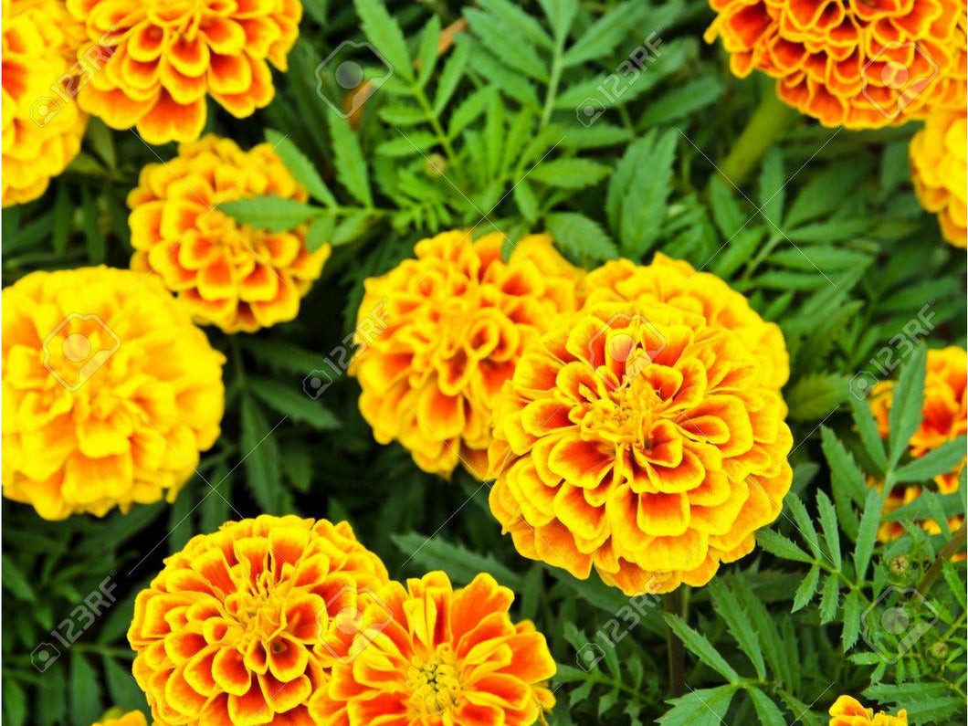Grupp sammet blomma