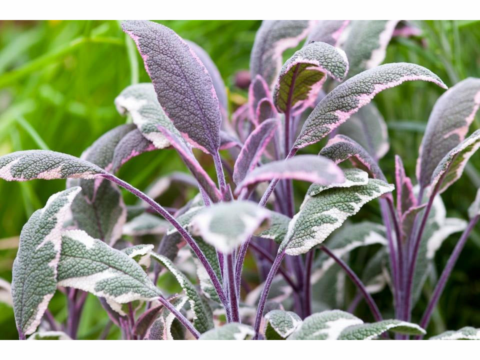 Ryytisalvia