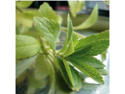 Stevia