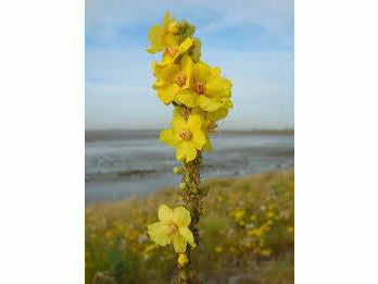 Eldblomma