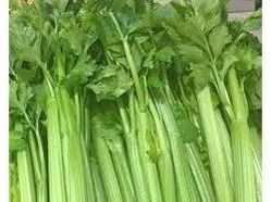 Selleri