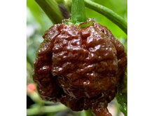 Lataa kuva Galleria-katseluun, Carolina Reaper
