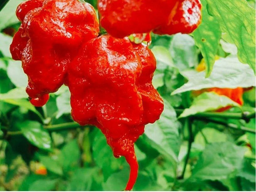 Carolina Reaper