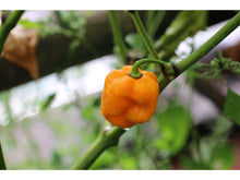 Lataa kuva Galleria-katseluun, Carolina Reaper
