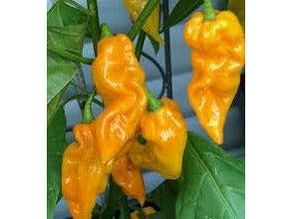 Fatalii