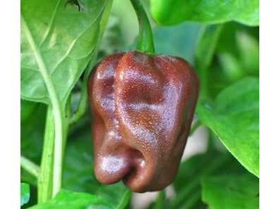 Habanero Chocolate