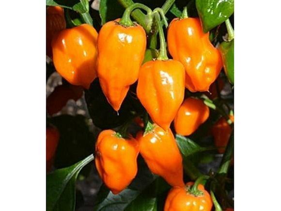 Habanero orange