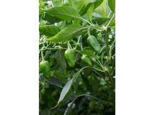 Ladda upp bild till gallerivisning, Pimiento De Padron
