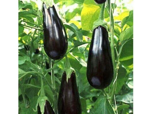 Aubergine Black Beauty