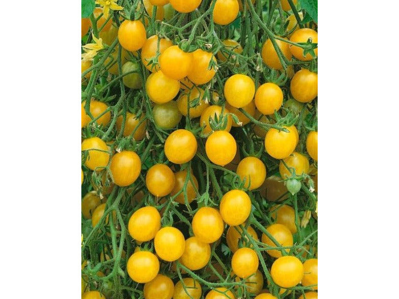 Balkong tomat gul